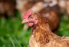 🐔 Chicken Dance Championship